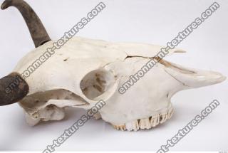 animal skull 0060